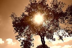 Tree &amp; Sun